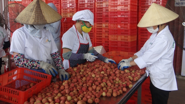 Đất vải Thanh Hà - Miền Tây thu nhỏ giữa vùng Đồng bằng sông Hồng