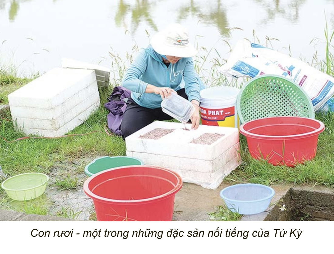 Tứ Kỳ quê tôi 