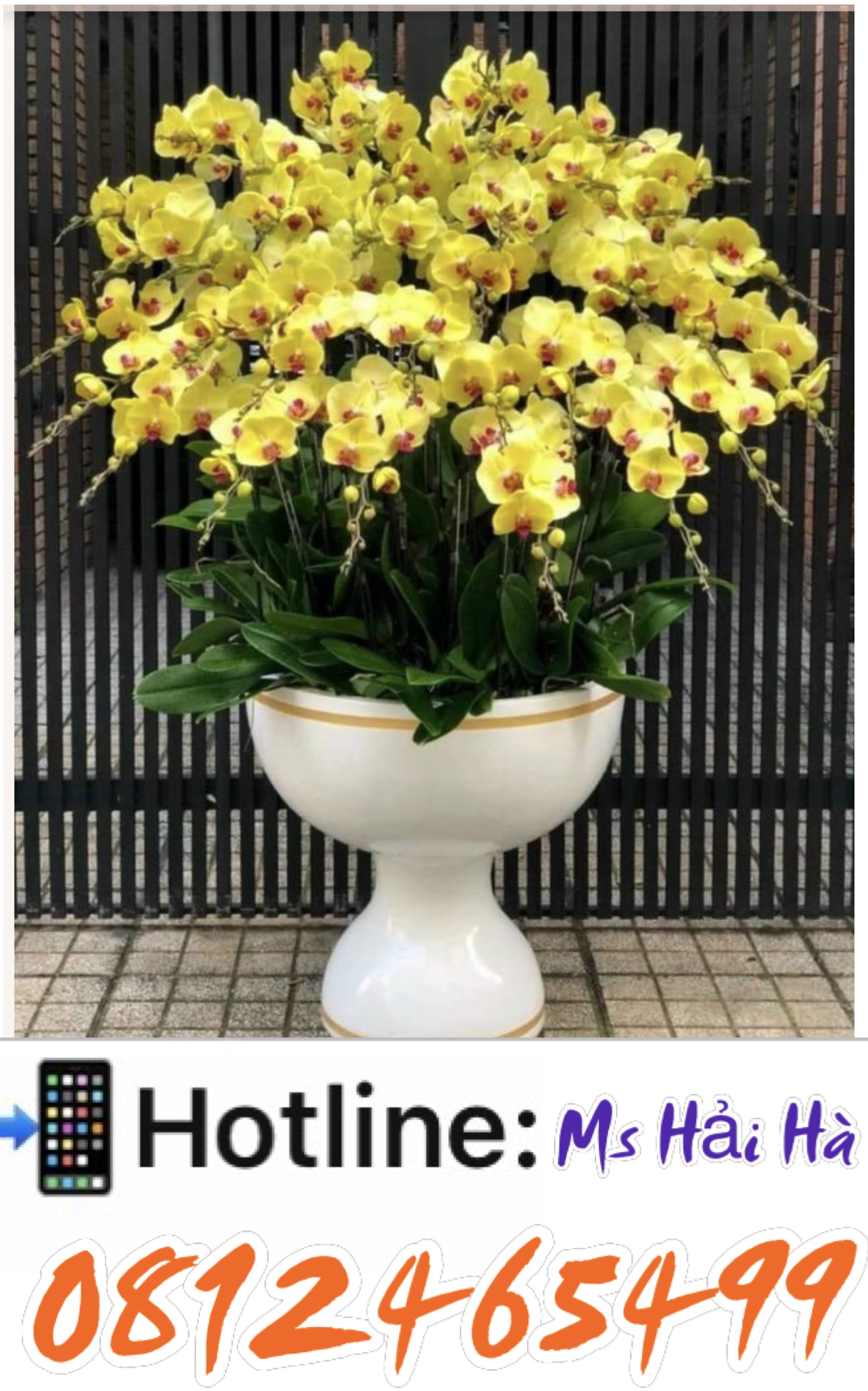 HOA TẾT HẢI DƯƠNG 2024